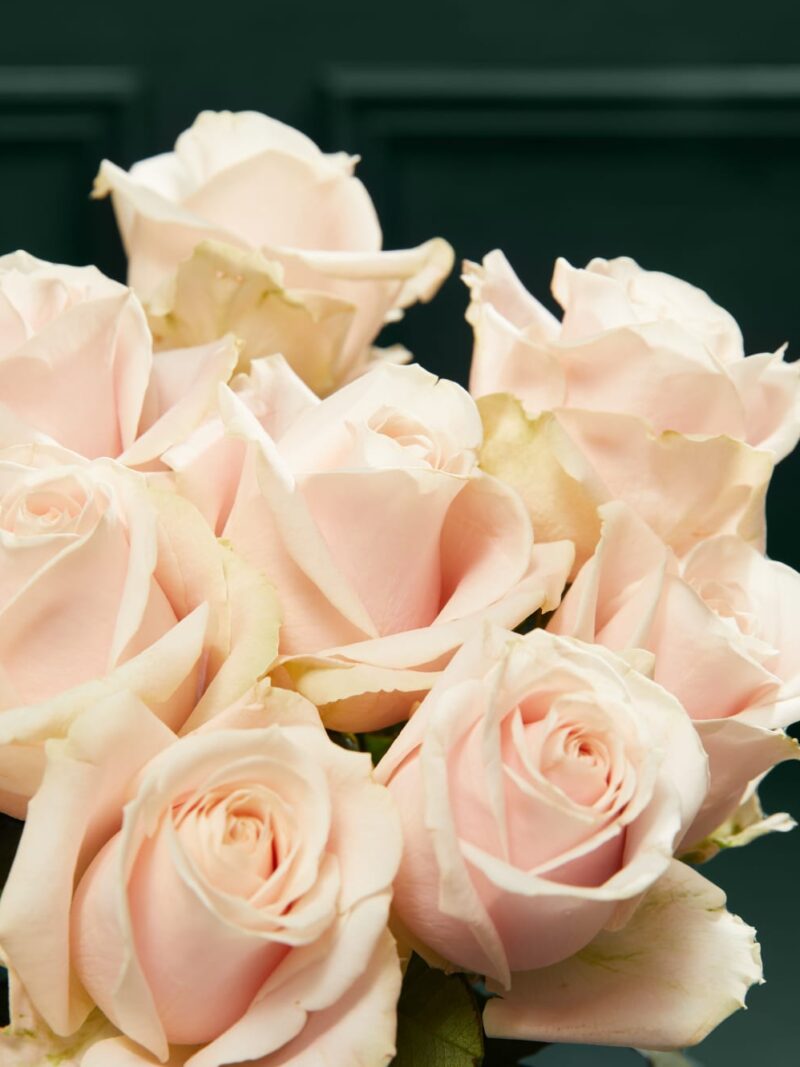 Maigas rozā krāsas Avalanche™ rožu pušķis