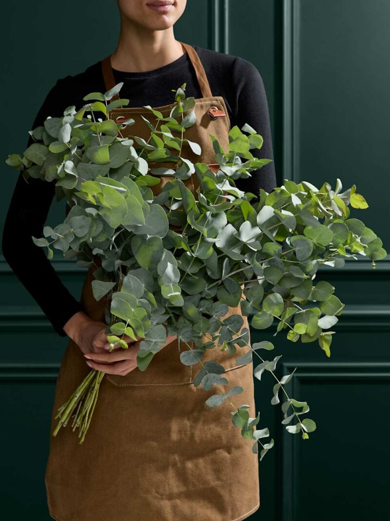 Eikalipta ziedu pušķis