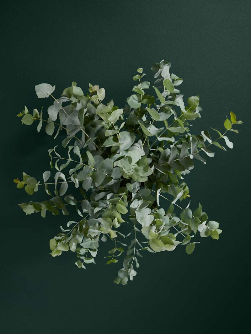 Eikalipta ziedu pušķis