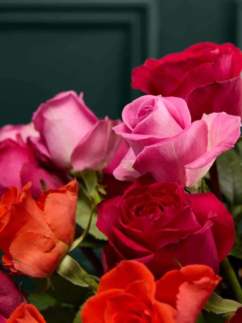 Krāšņu sarkano un rozā rožu pušķis