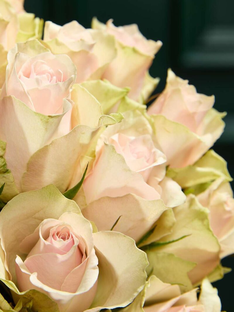 Maigi rozā rožu pušķis