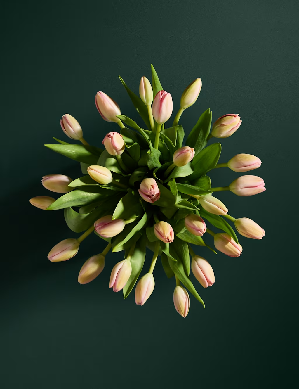 Rozā tulpju ziedu pušķis