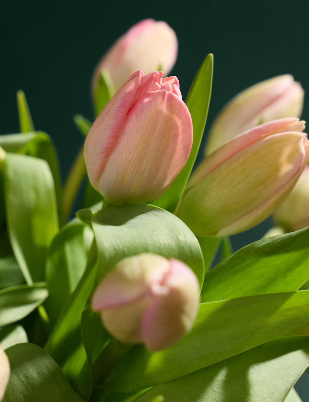 Rozā tulpju ziedu pušķis