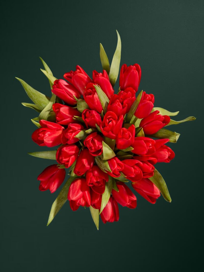 Sarkano tulpju ziedu pušķis