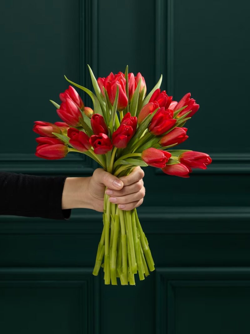 Sarkano tulpju ziedu pušķis