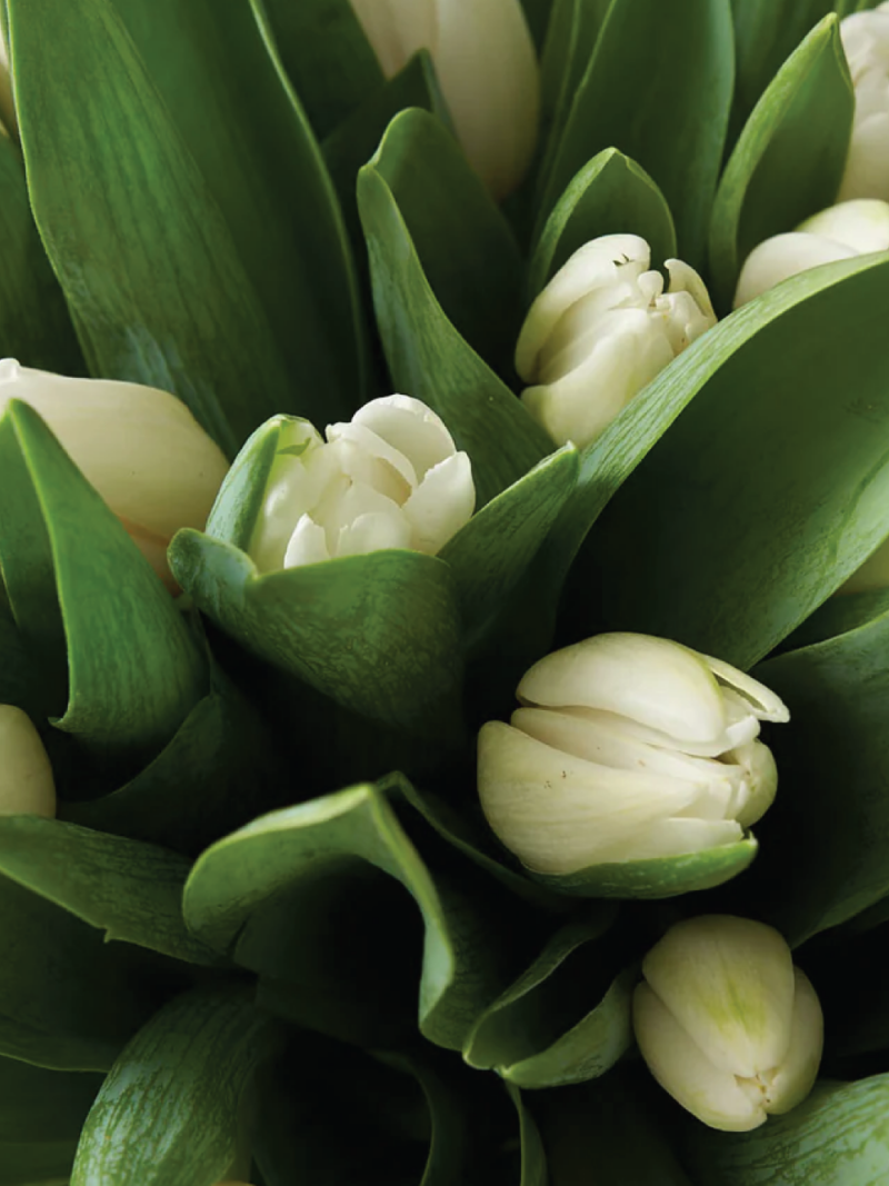 Balto tulpju ziedu pušķis