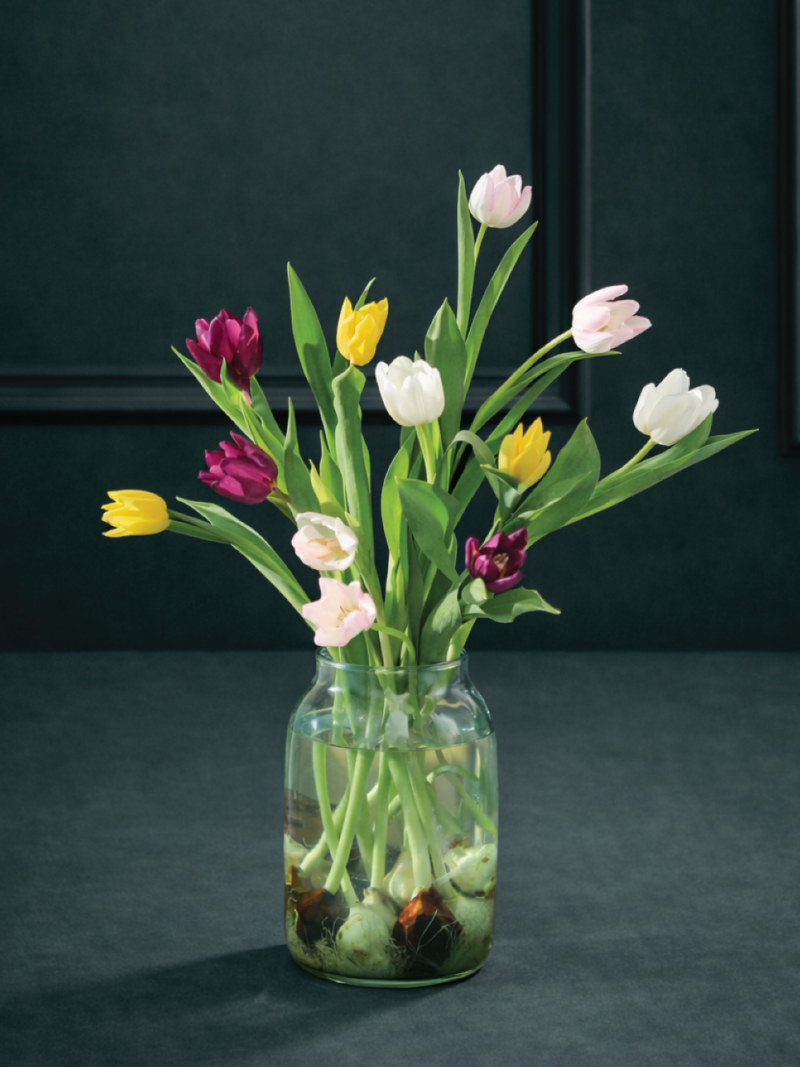 Latvijas daudzkrāsainu tulpju ziedu pušķis ar sīpoliem